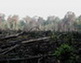 deforestation12.jpg